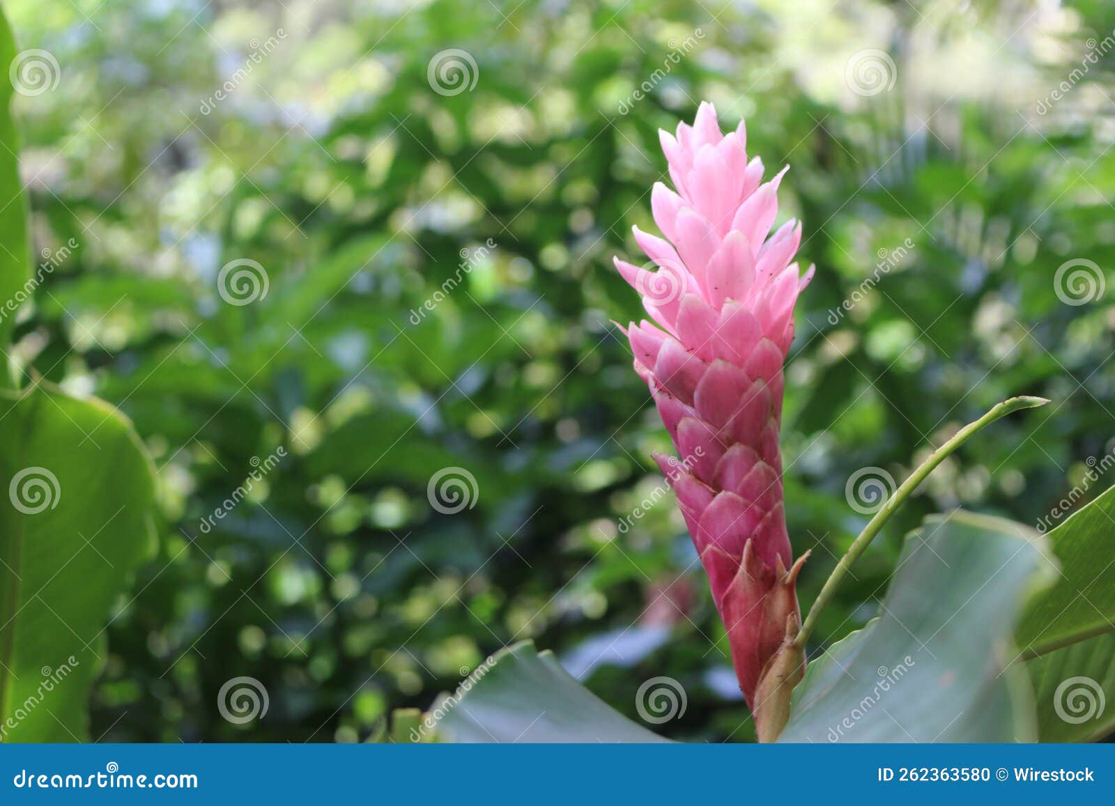 Pink Flower from Hawaii stock photo. Image of poppy 262363580