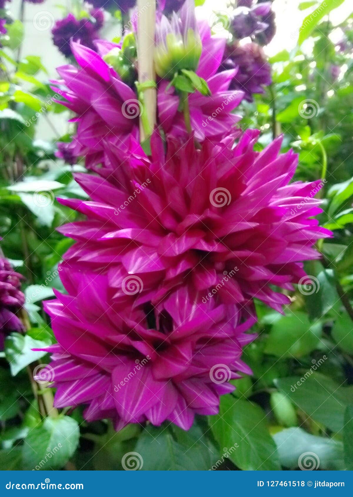 Pink stock photo. Image of pink, flower, thailand, beautify - 127461518