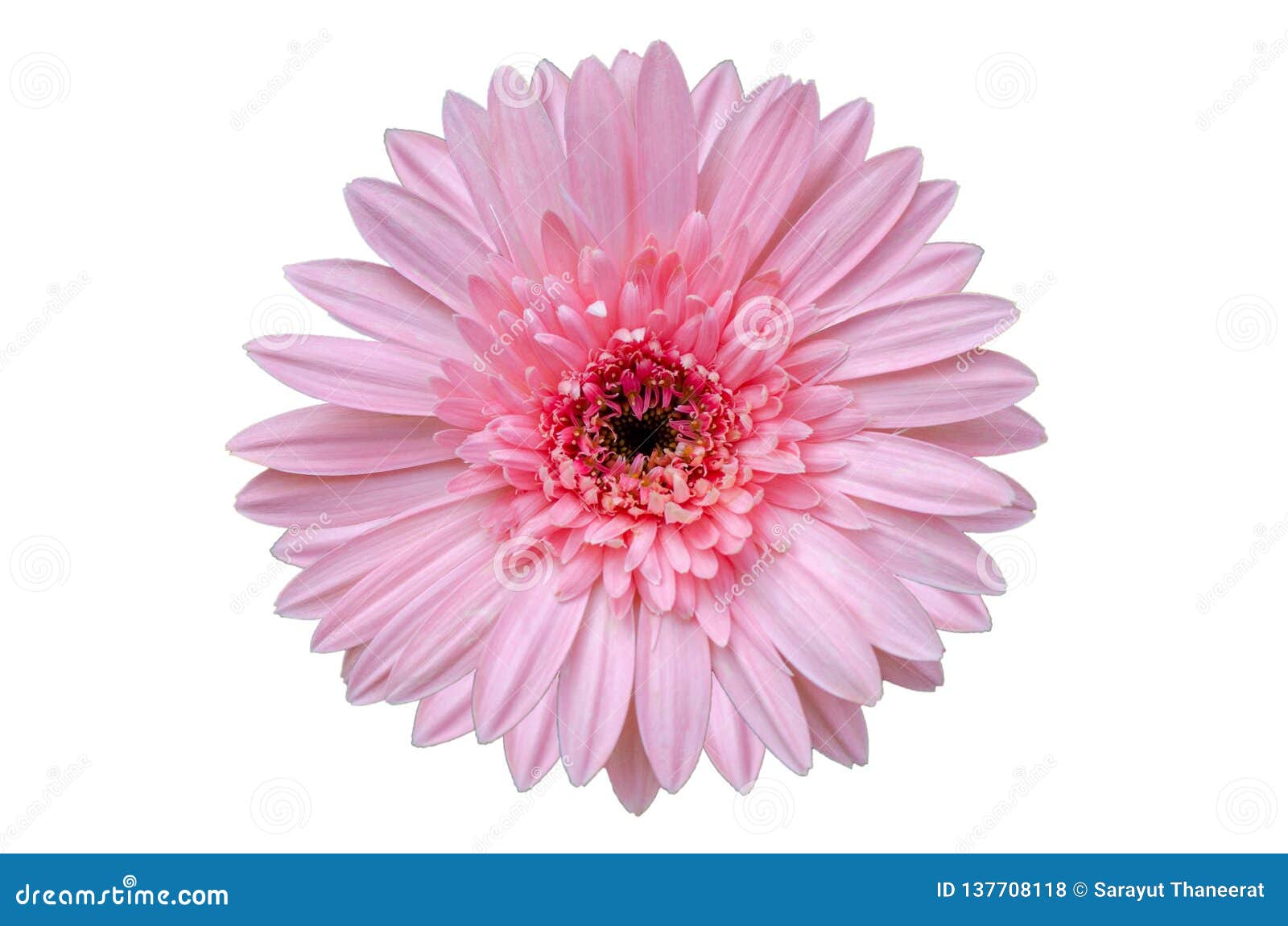 pink flower isolate white background
