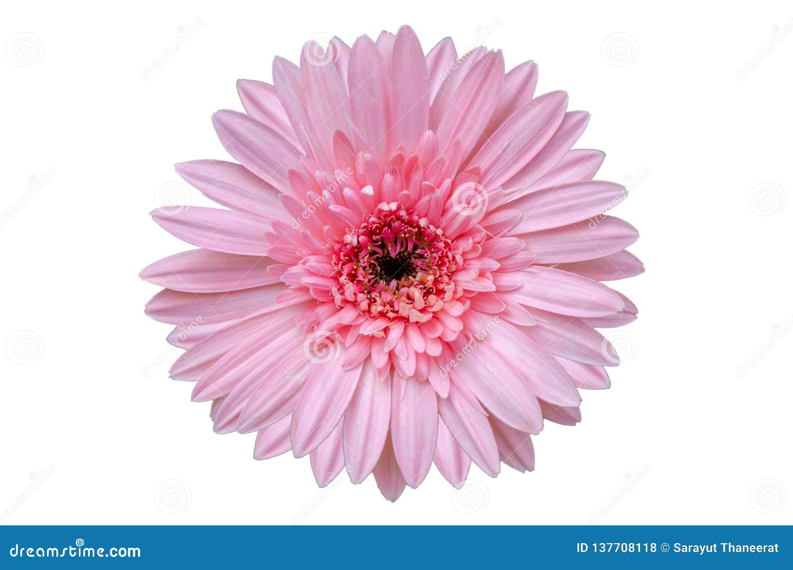 Pink Flower Isolate White Background Stock Photo Image of bouquet