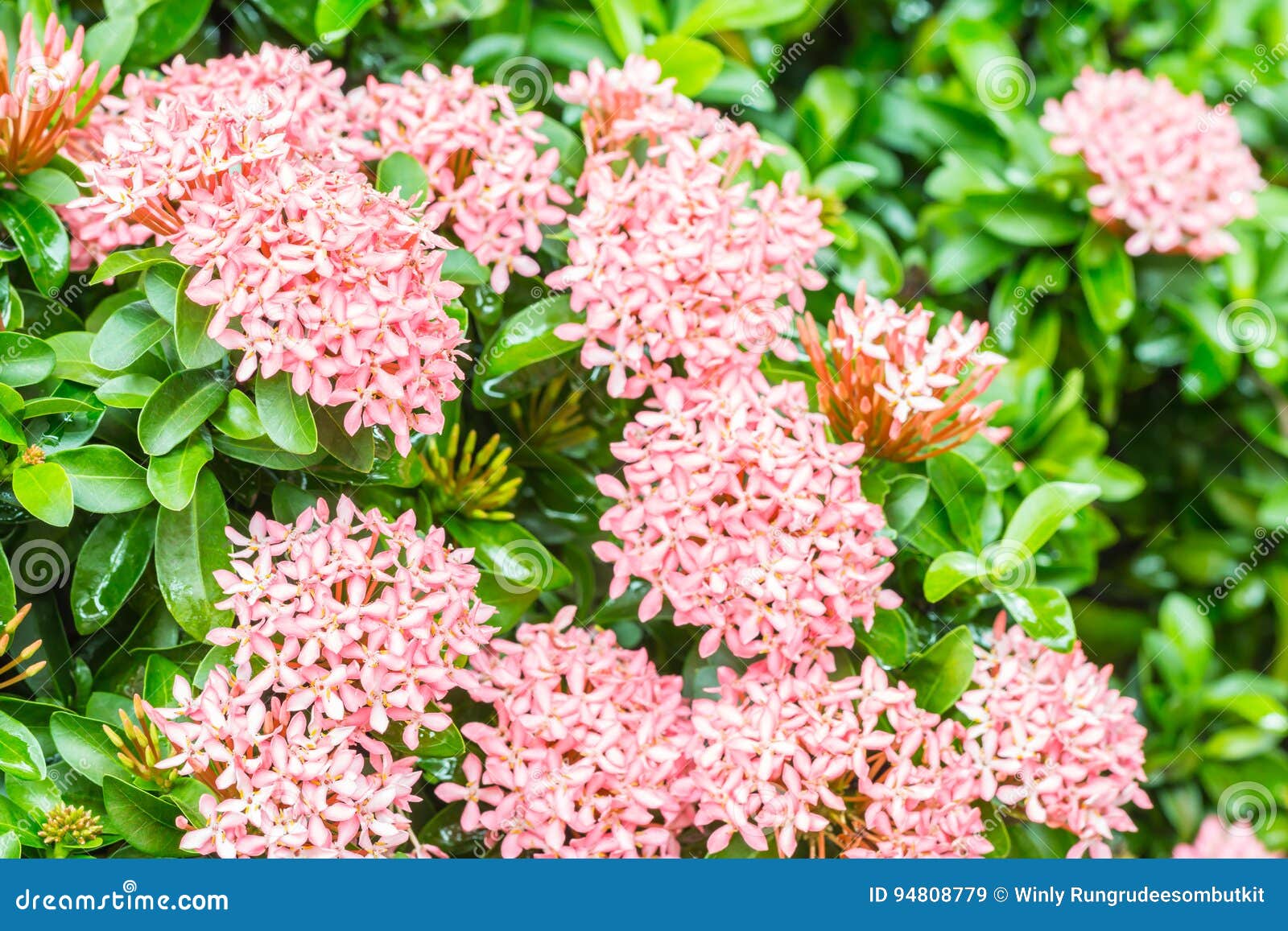 Pink Flower, Ixora Coccinea. Stock Image - Image of macro, background:  94808779