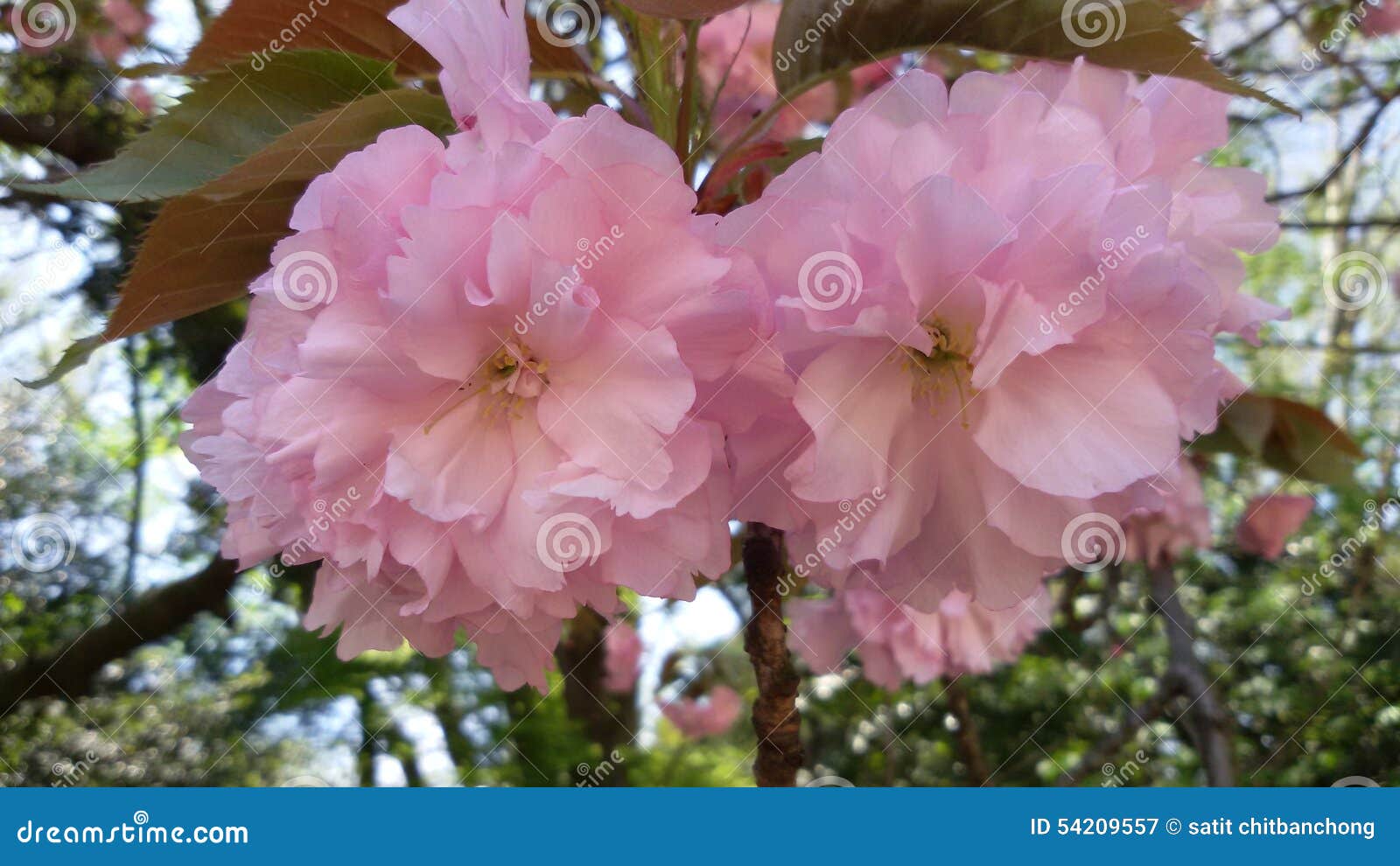 Pink flower stock image. Image of japanese, season, japan 54209557