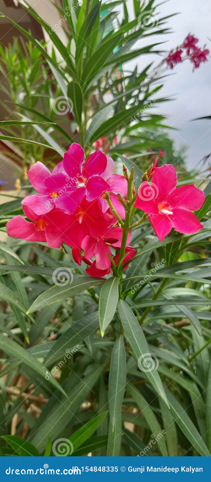 1,883 Mobile Wallpaper Flower Stock Photos - Free & Royalty-Free Stock Photos from Dreamstime 1,883 Mobile Wallpaper Flower Stock Photos - Free & Royalty-Free Stock Photos from Dreamstime