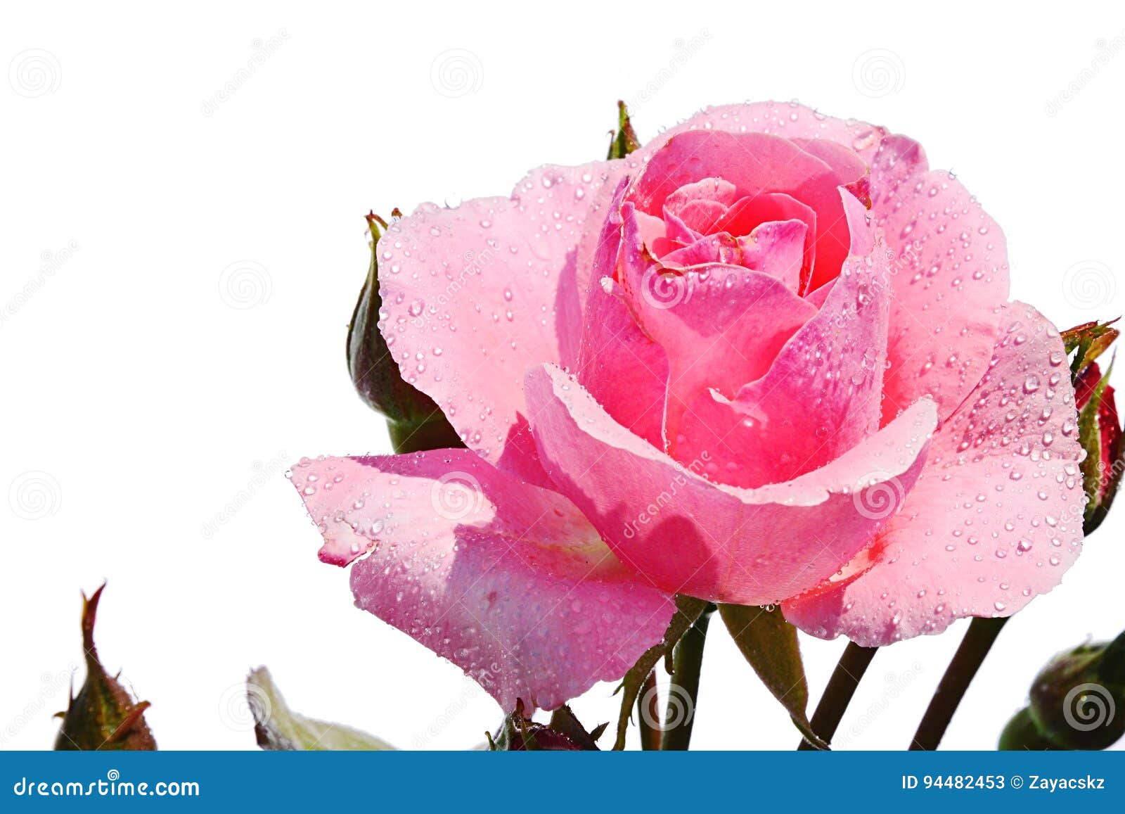 Pink Flower of Modern Breed of Rose Queen of Elisabeth, Lammerts 1954 ...