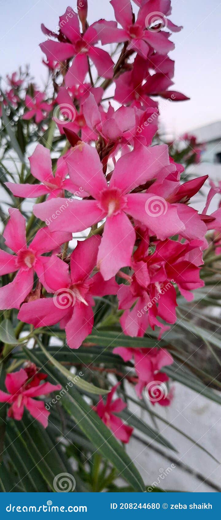 pink flower,  nature, beautiful fflower