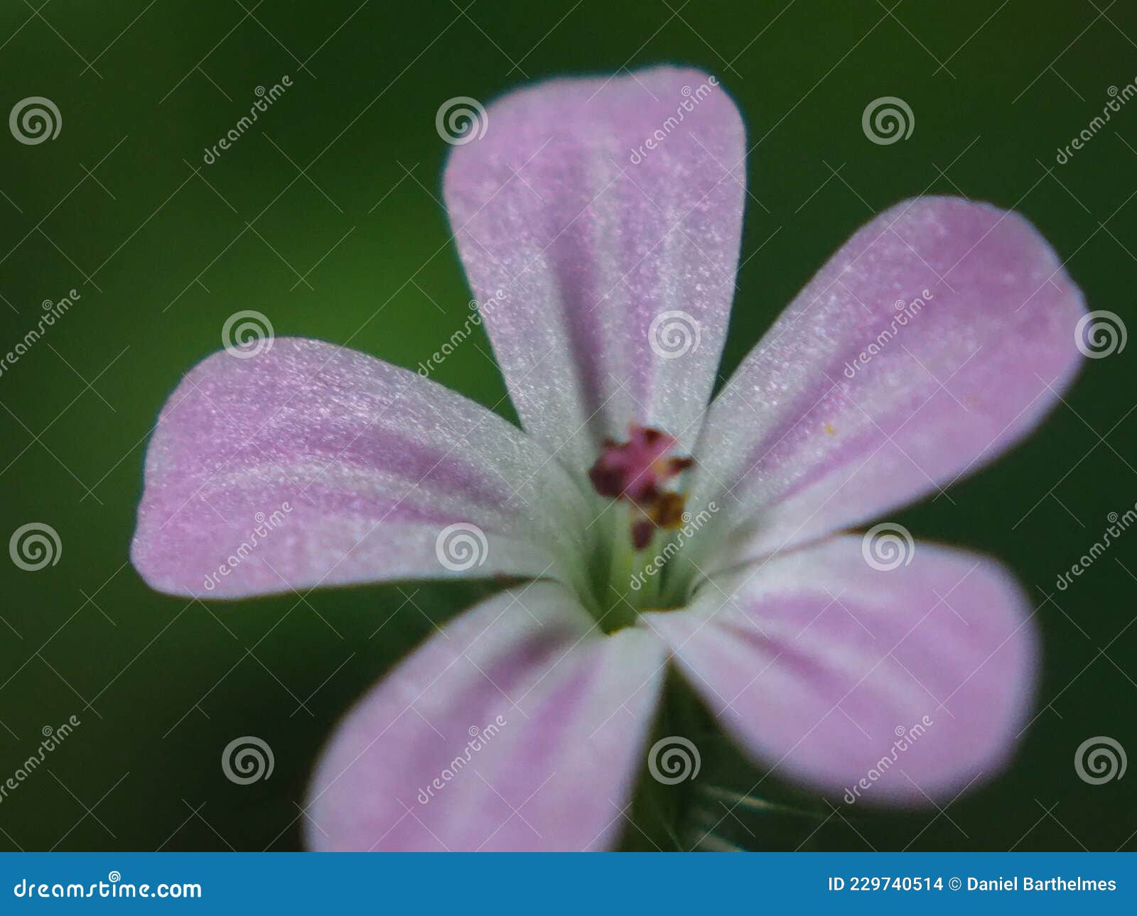 Pink Flower Opens Its Beauty in Autumn Stock Photo - Image of opens ...