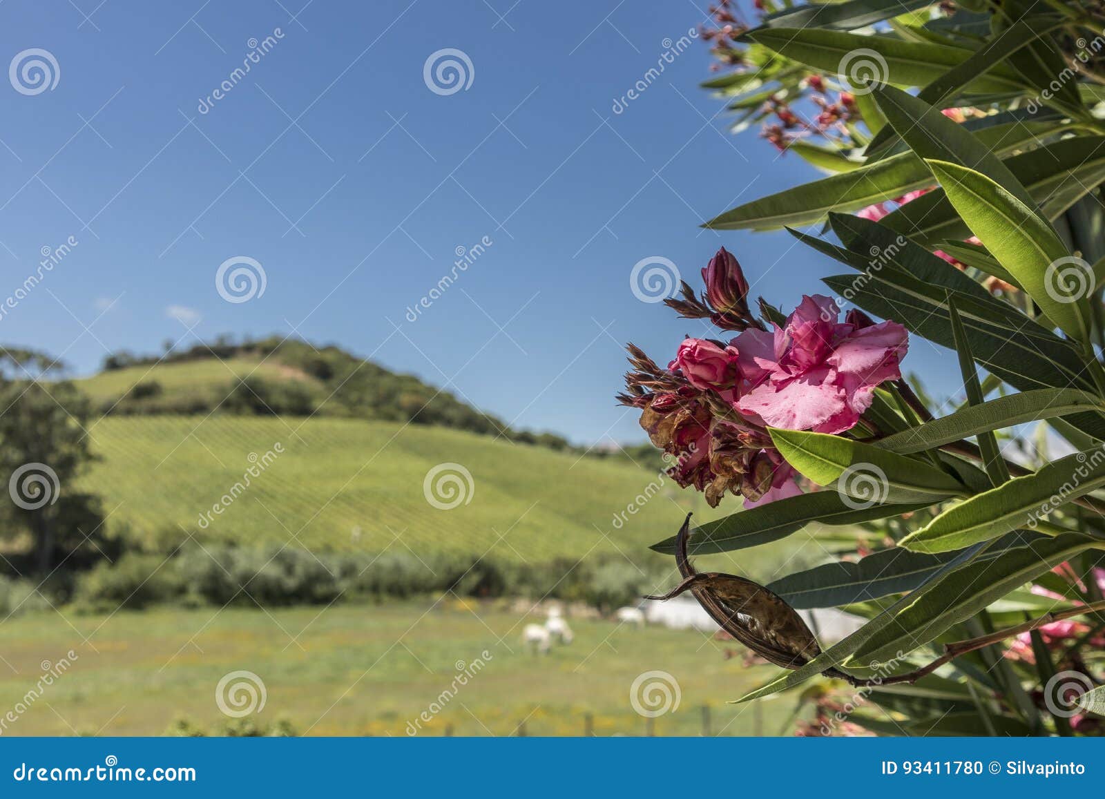 pink flower overlooking the green field