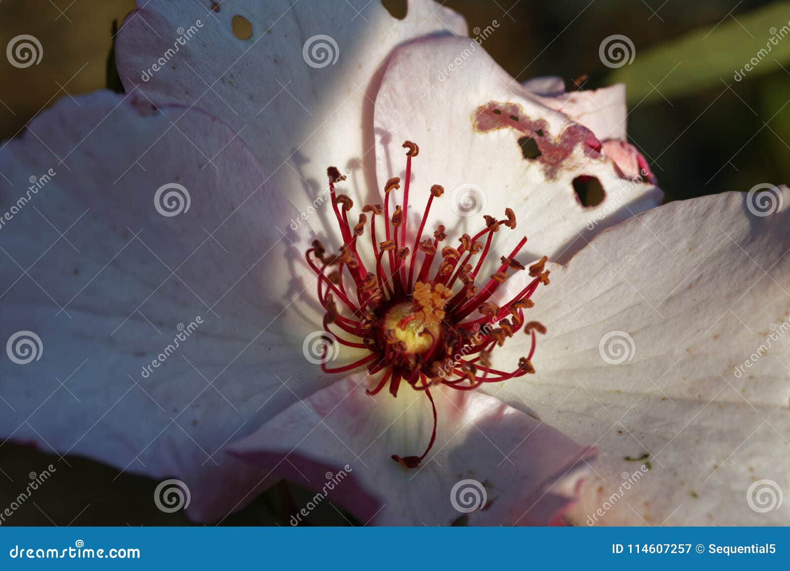 A Pink Flower in Partial Sunlight Stock Image Image of engagement