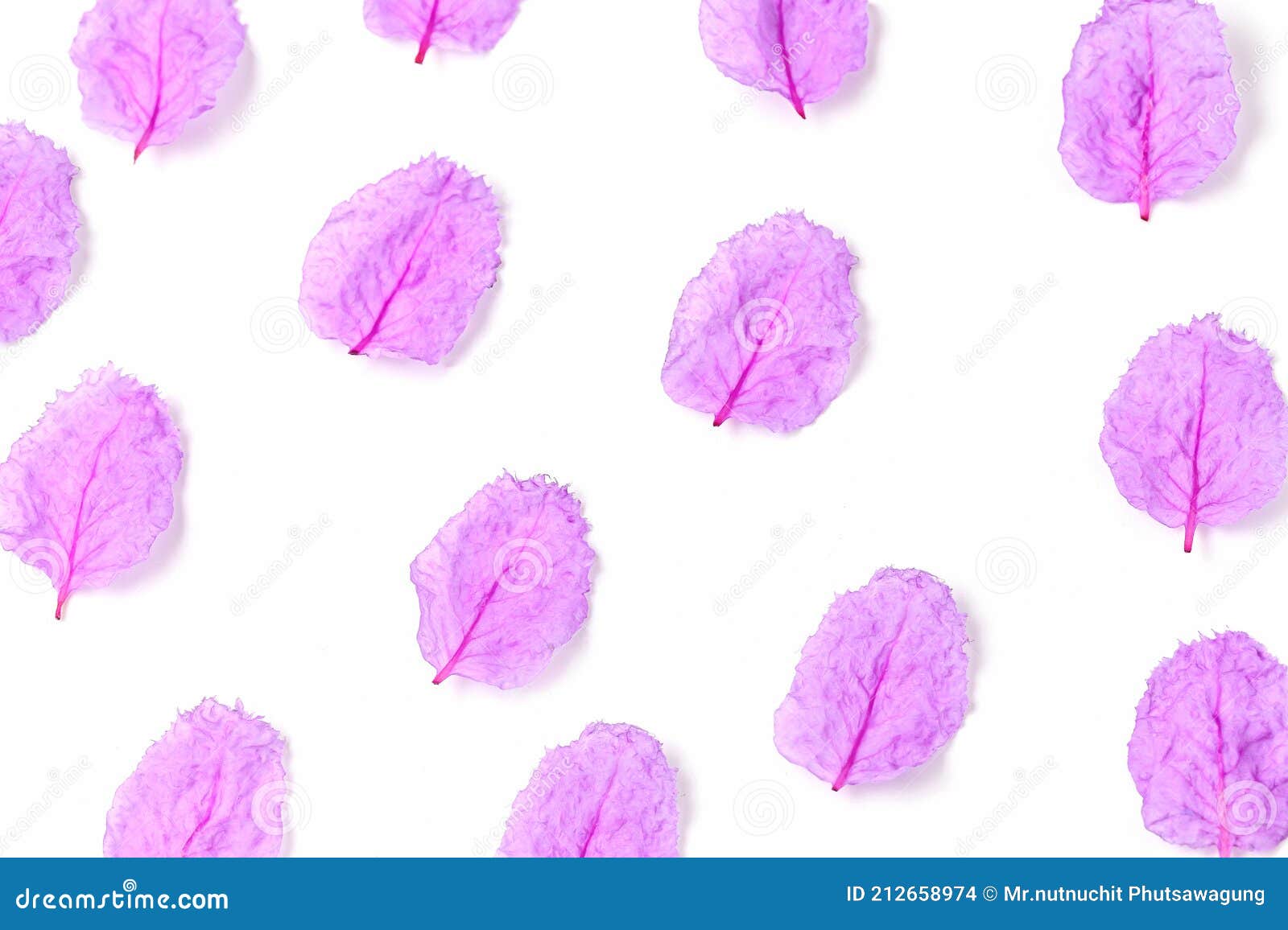 pink flower petal  over the white background, set of multiple different foreshortening
