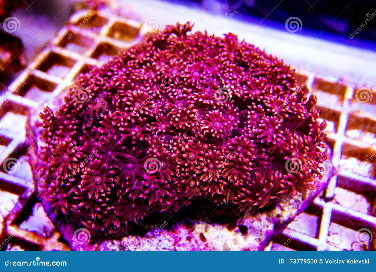 pink flower pot goniopora sp. lps coral