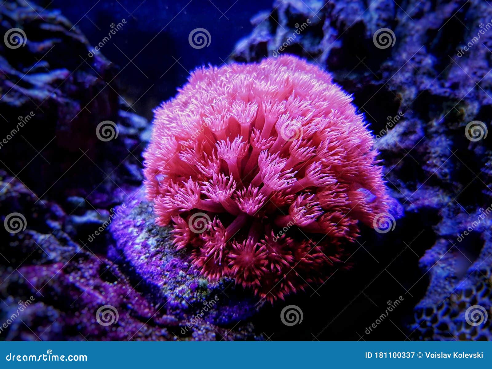 pink flower pot goniopora sp. lps coral