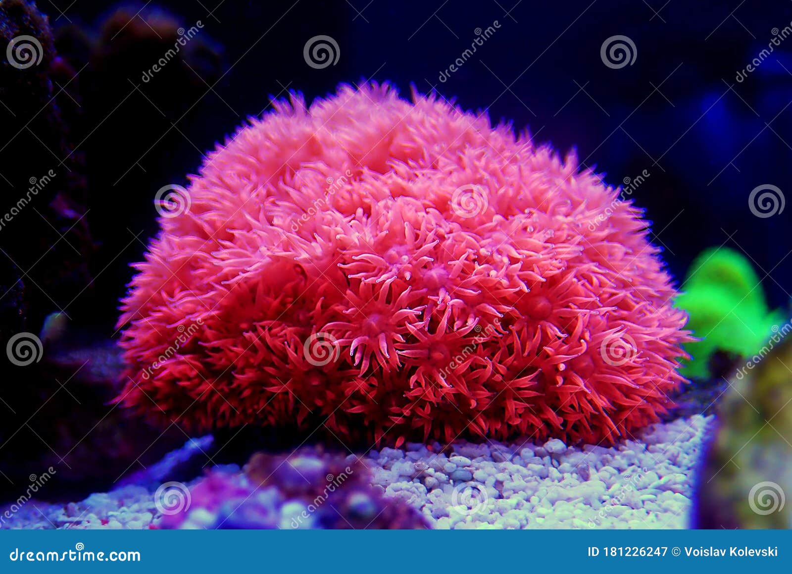 pink flower pot goniopora sp. lps coral