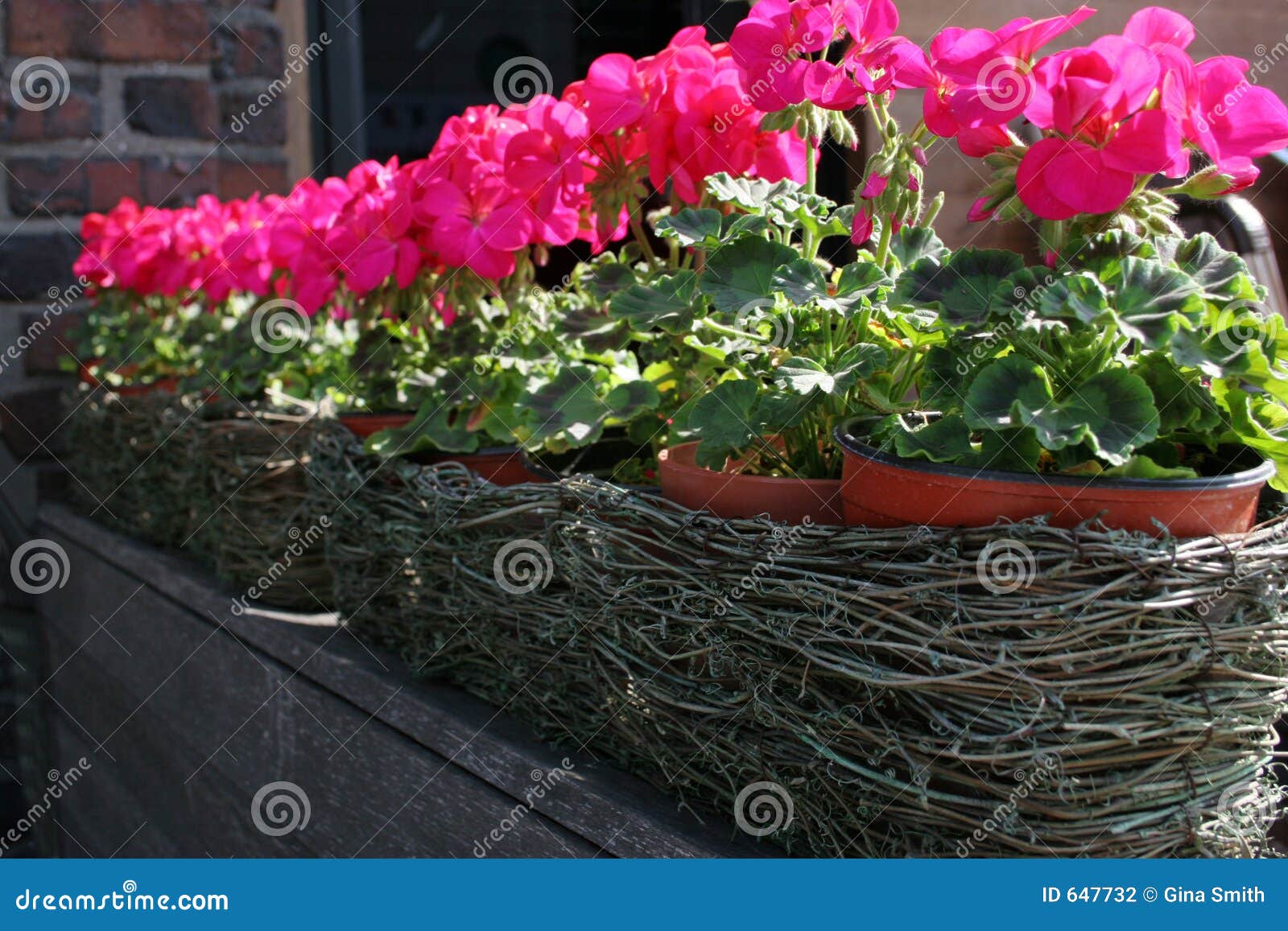 Pink Flower Pots Stock graphy Image