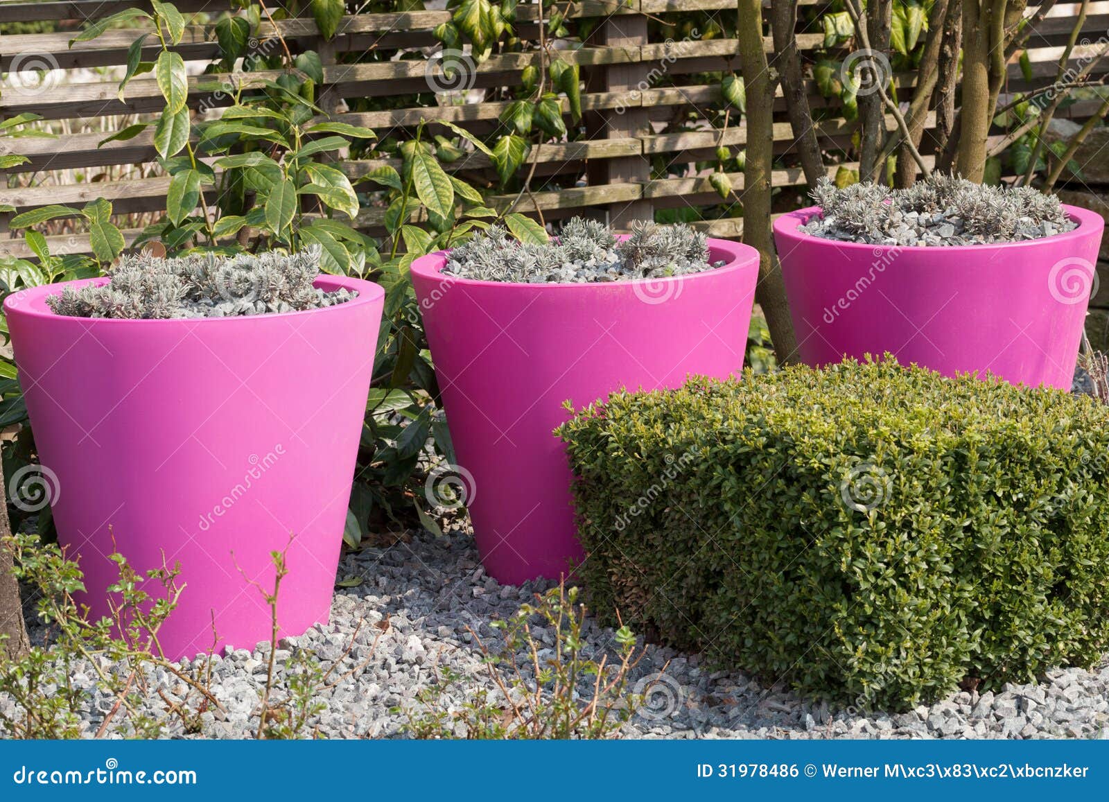 Pink flower pots stock photo. Image of ornamentalgarden 31978486