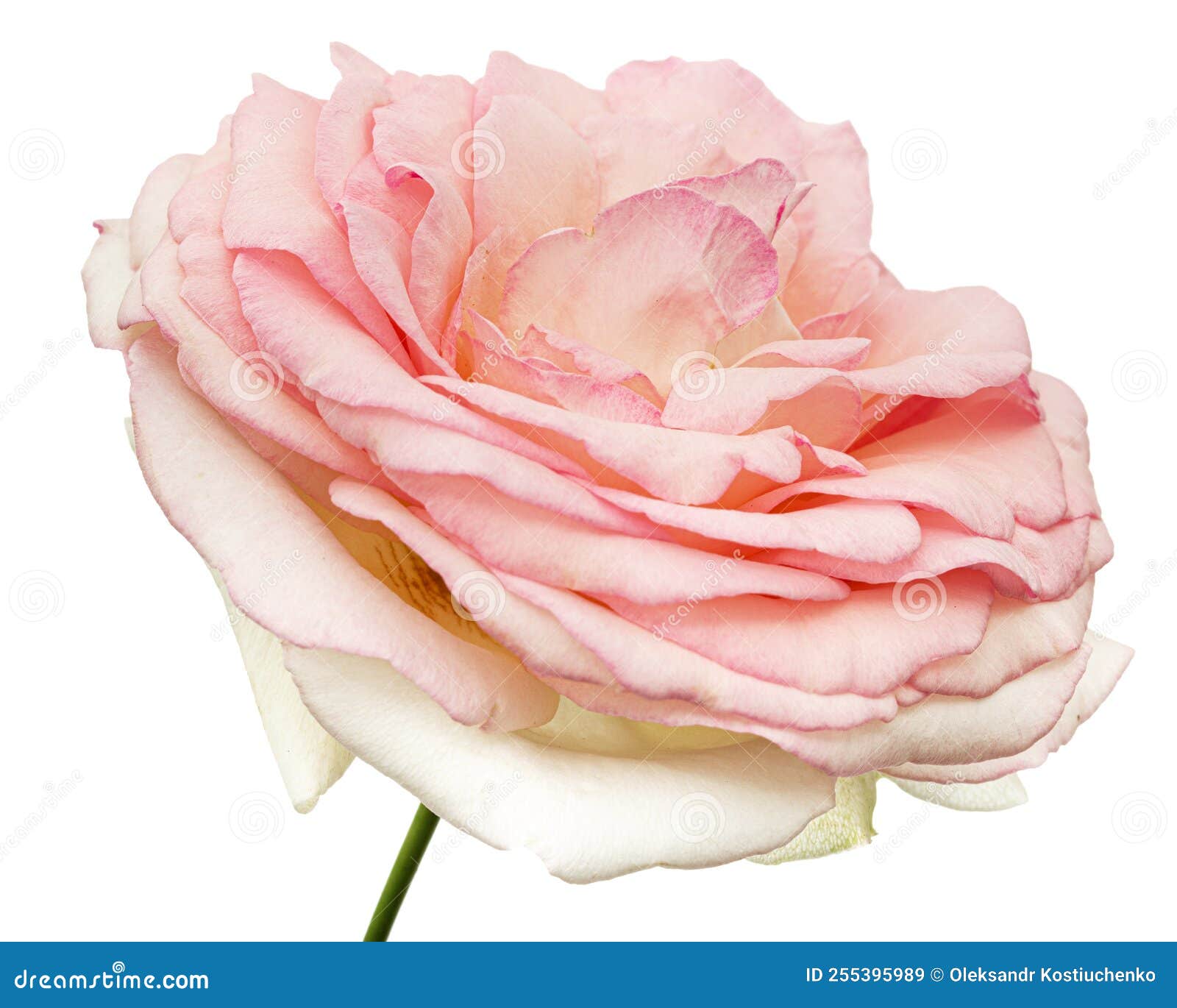 Pink Flower of Rose, Isolated on White Background Stock Image Image
