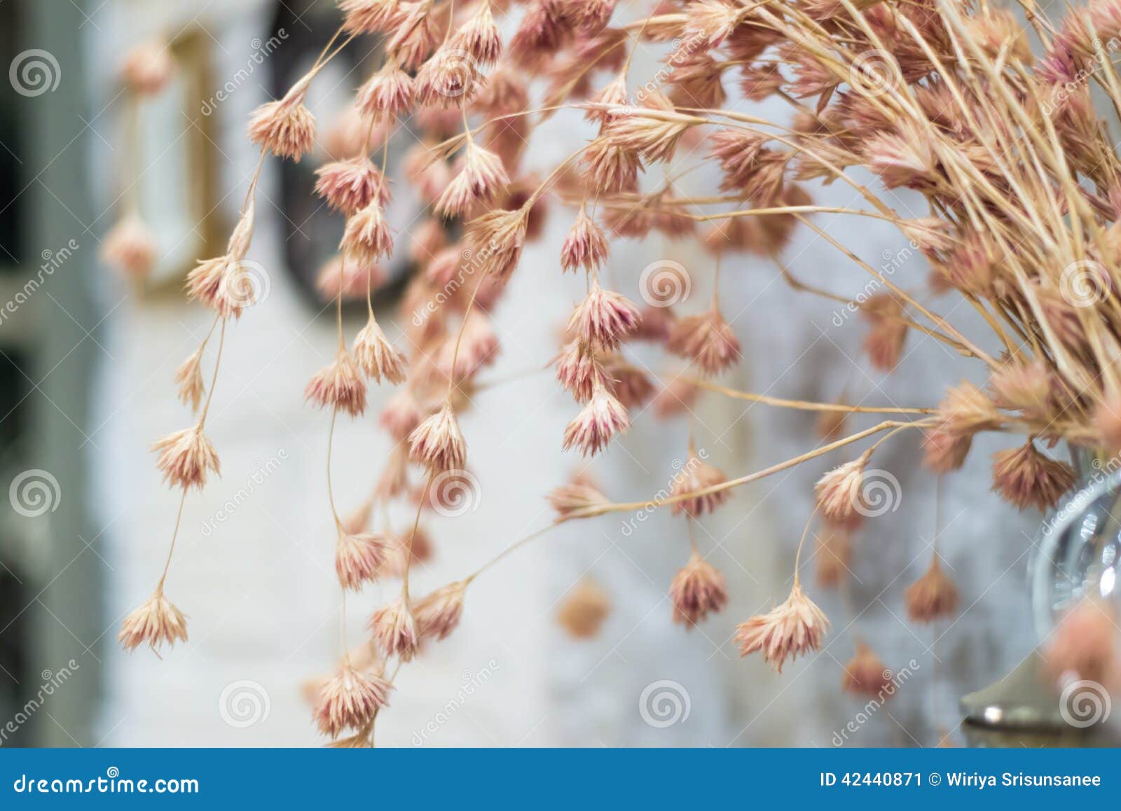 Pink flower stalk stock image. Image of aged, grain, flower 42440871