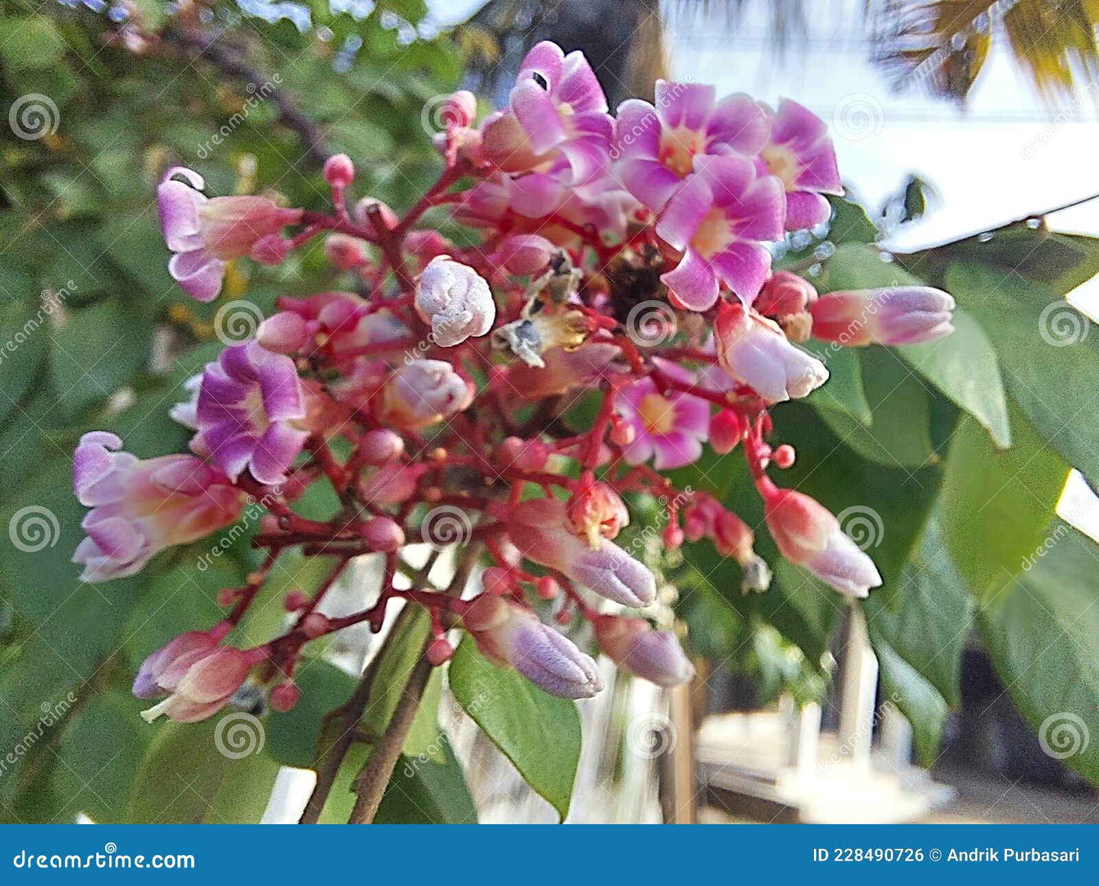 The Pink Flower of a Star Fruit that Blooms Will a Fruit Stock
