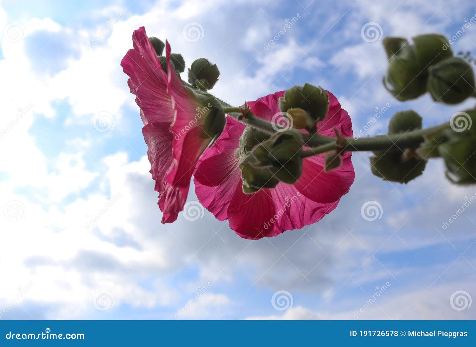 pink flower stockroses close up on a green and fresh background