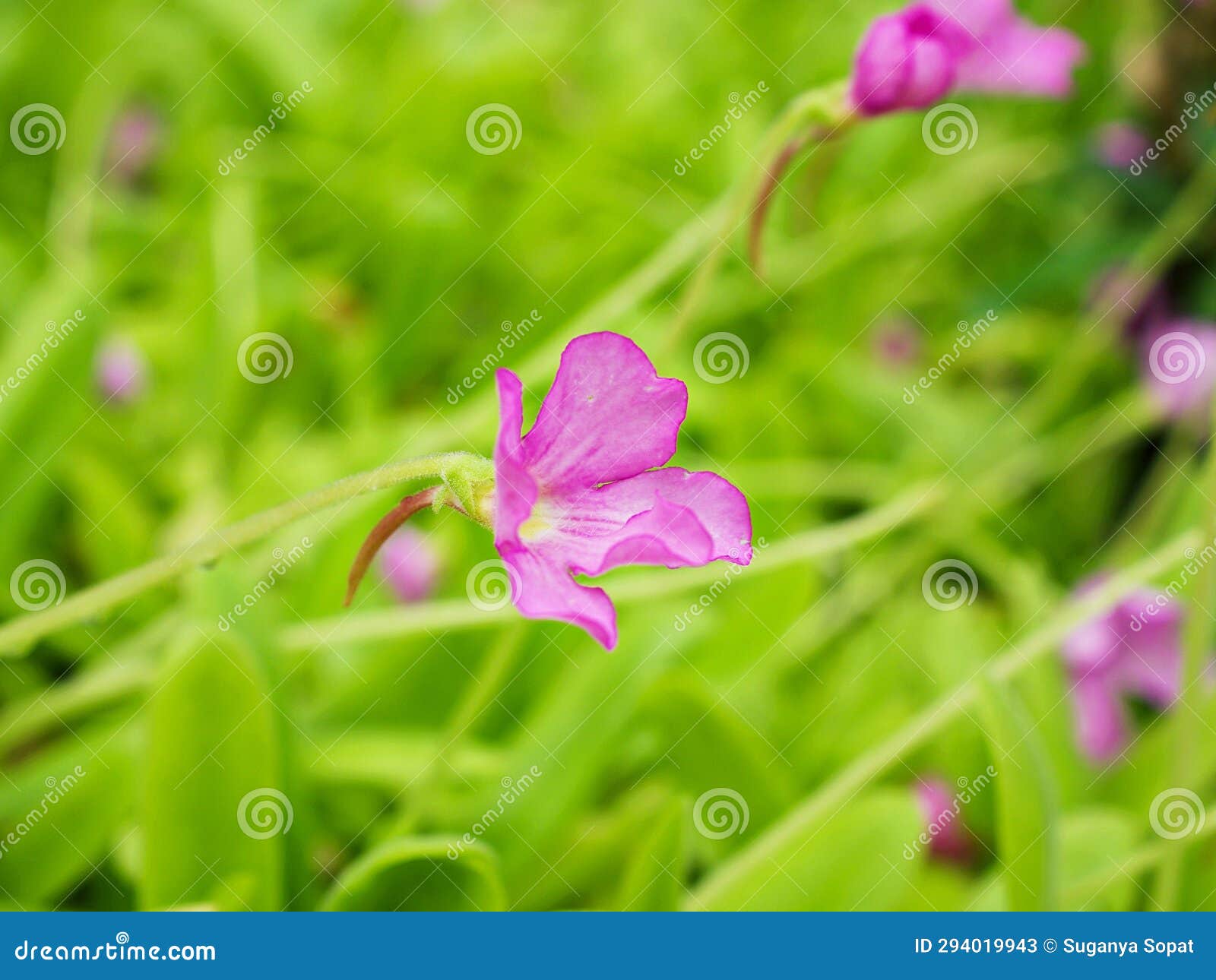 pink flower succulent plant pinguicula moranensis ,tina, grandiflora ,mexican butterworts carnivorous