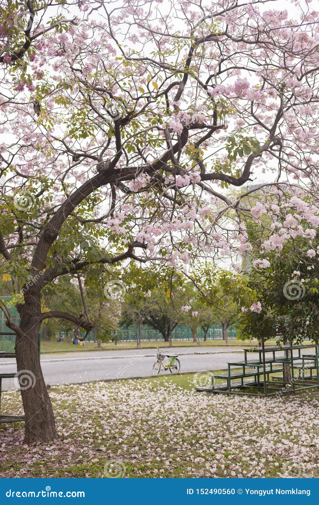 Pink Flower Tabebuia Rosea Falling on Ground in the Public Park. Stock ...