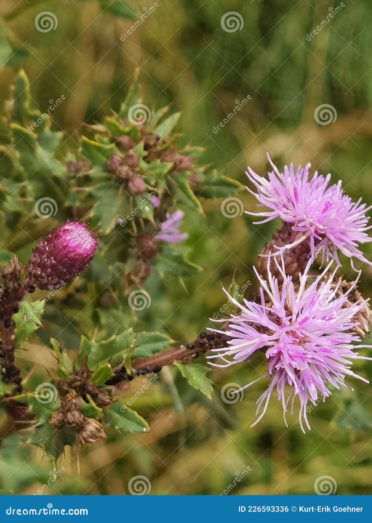 Pink flower of a thistle stock photo. Image of grass 226593336