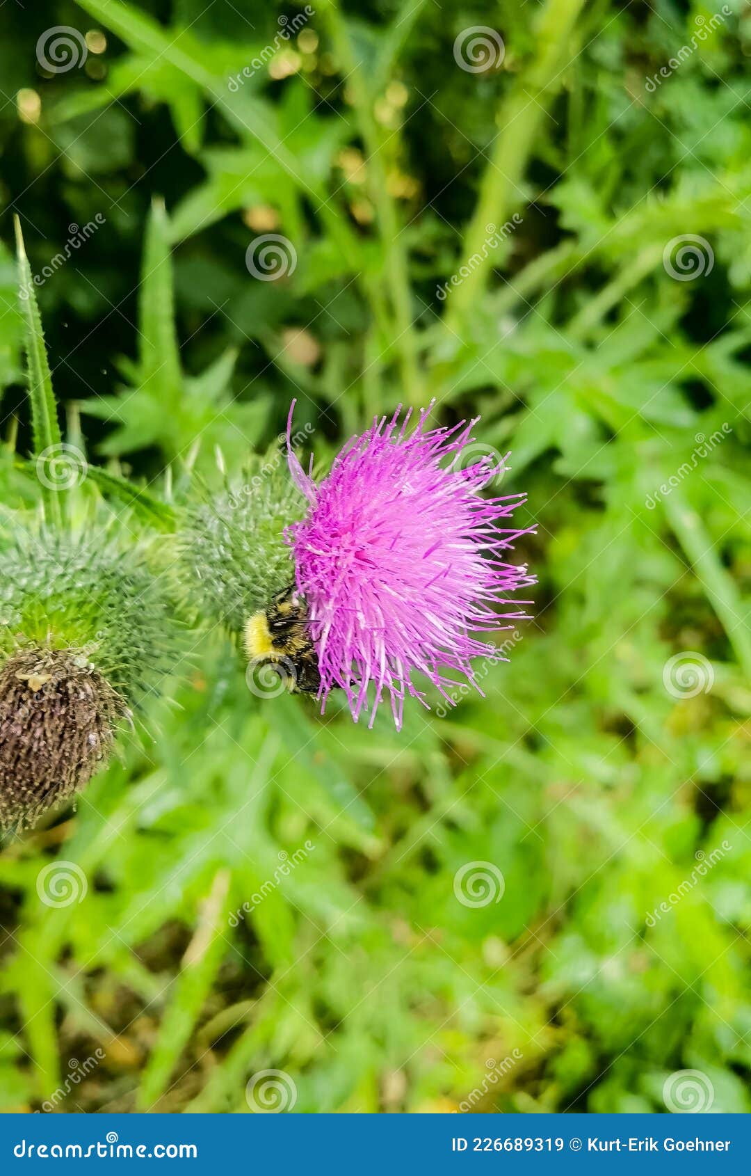 Pink flower of a thistle stock image. Image of prairie 226689319