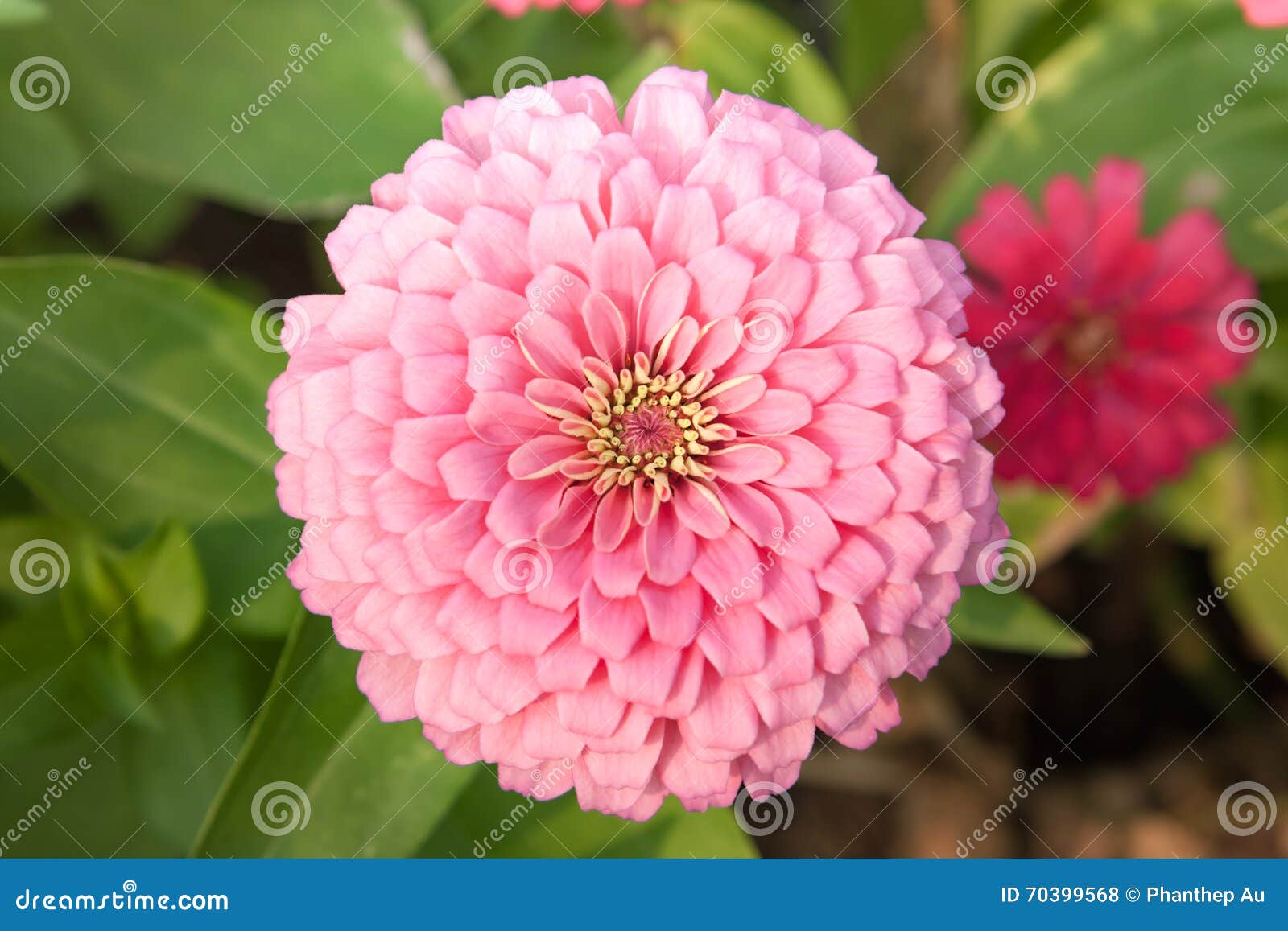 Pink Flower (Top View of Pink Circle Shape of Flower) Stock Photo