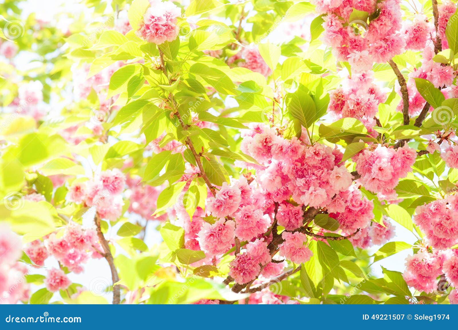 Pink Flower on Tree. Spring Season Stock Image Image of garden