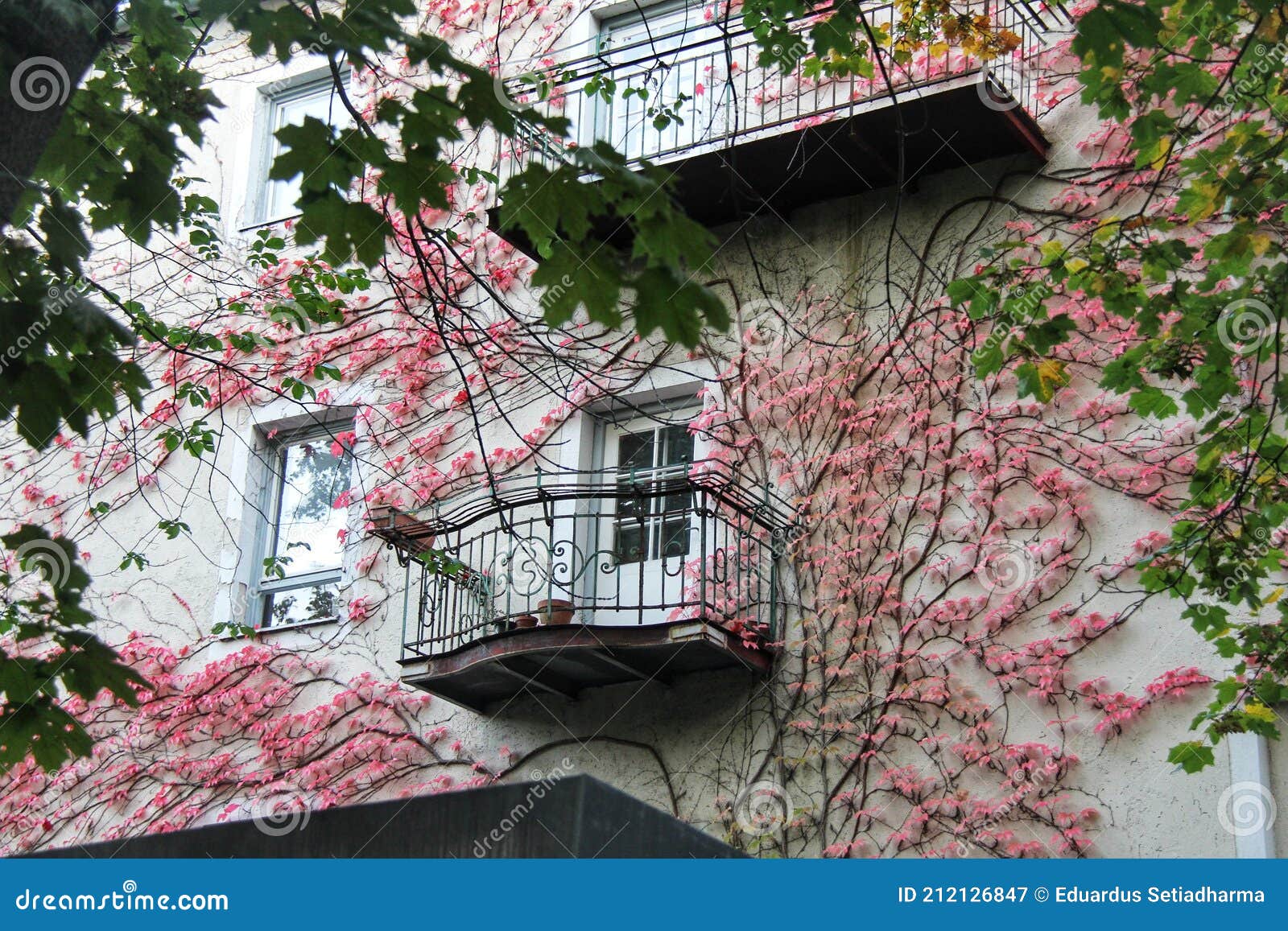Pink Flower Vines on Wall stock image. Image of blossoming 212126847