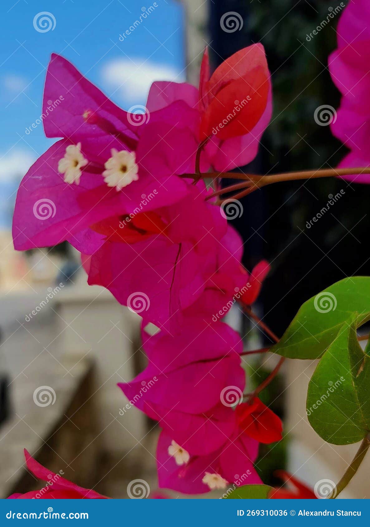 Pink flower on the wall stock photo. Image of wildflower 269310036