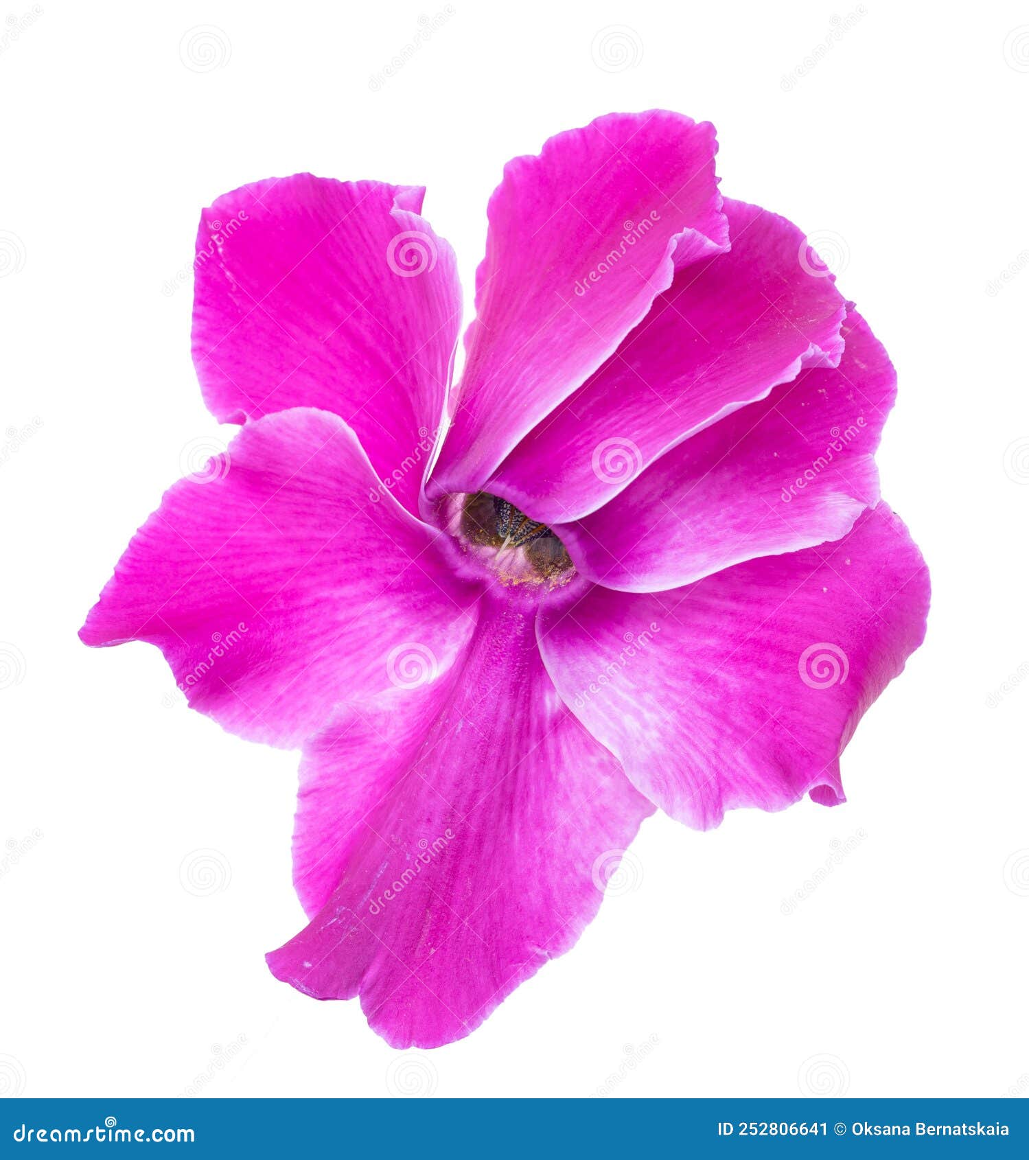 Pink Flower on White Background Stock Image Image of beauty, background 252806641