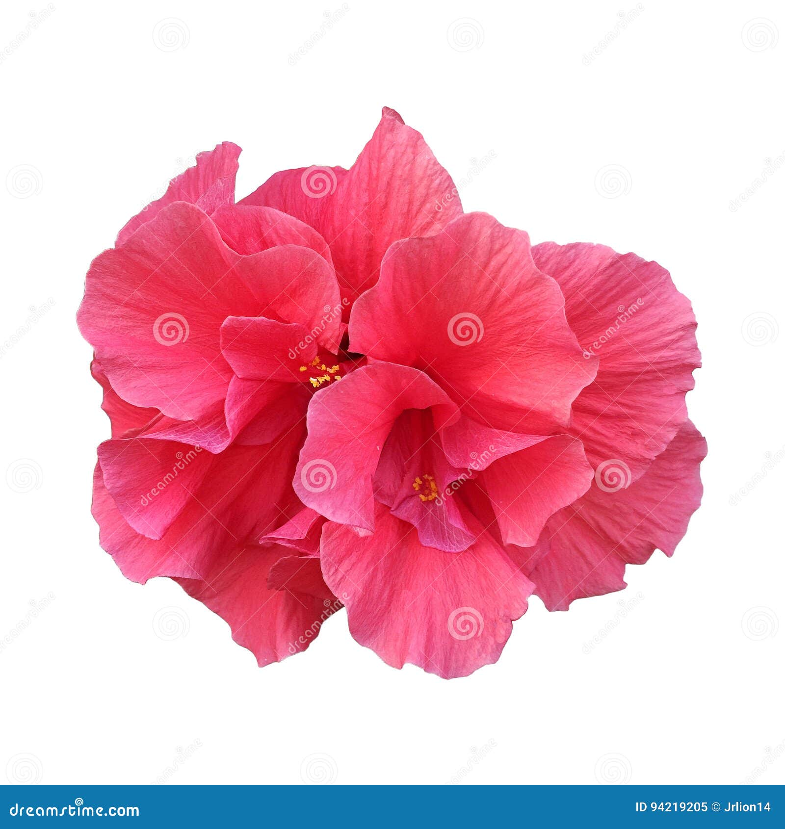Pink Flower on White stock image. Image of tropics, plant 94219205