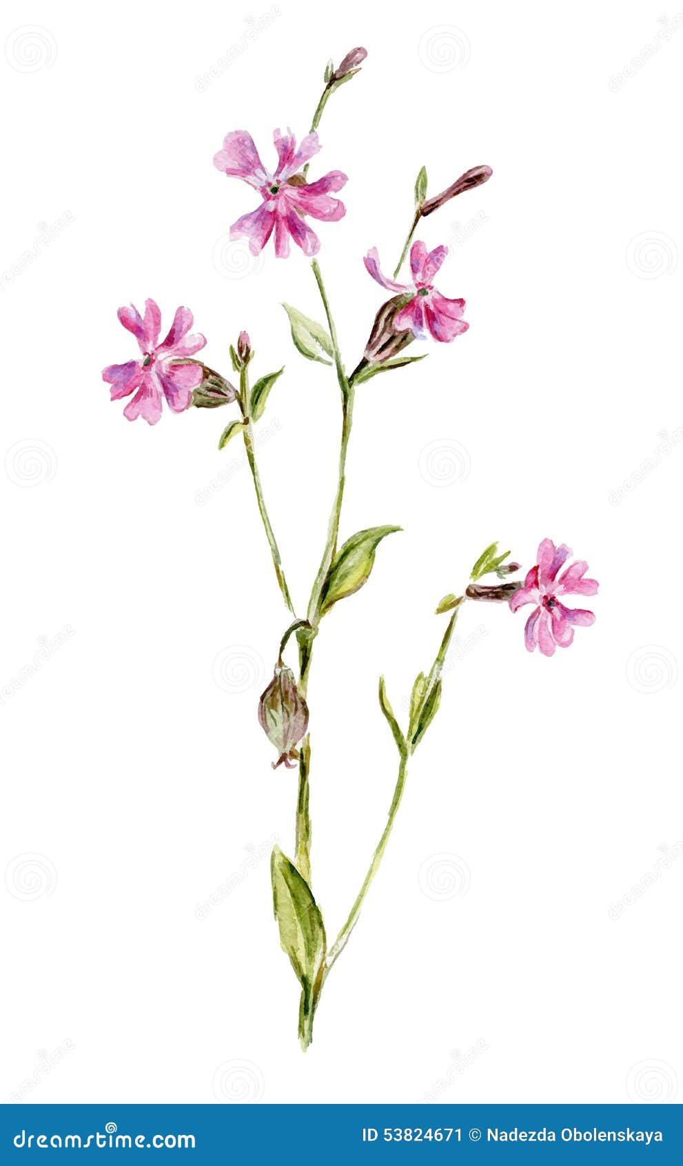 Pink flower stock vector. Illustration of branch, single - 53824671