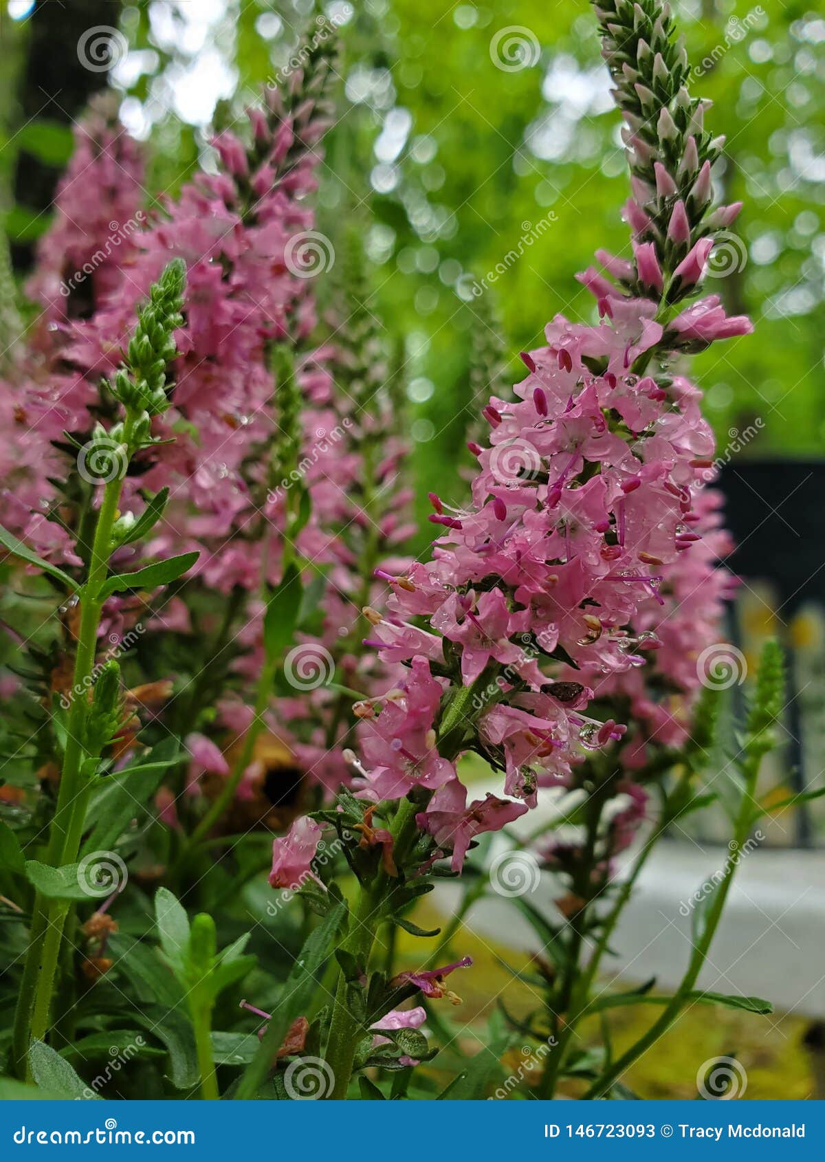 Pink flower in woods stock image. Image of nature, spring 146723093