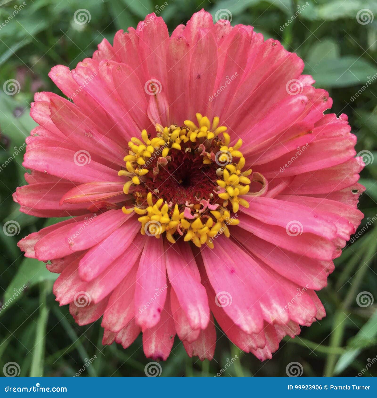 My Image 22