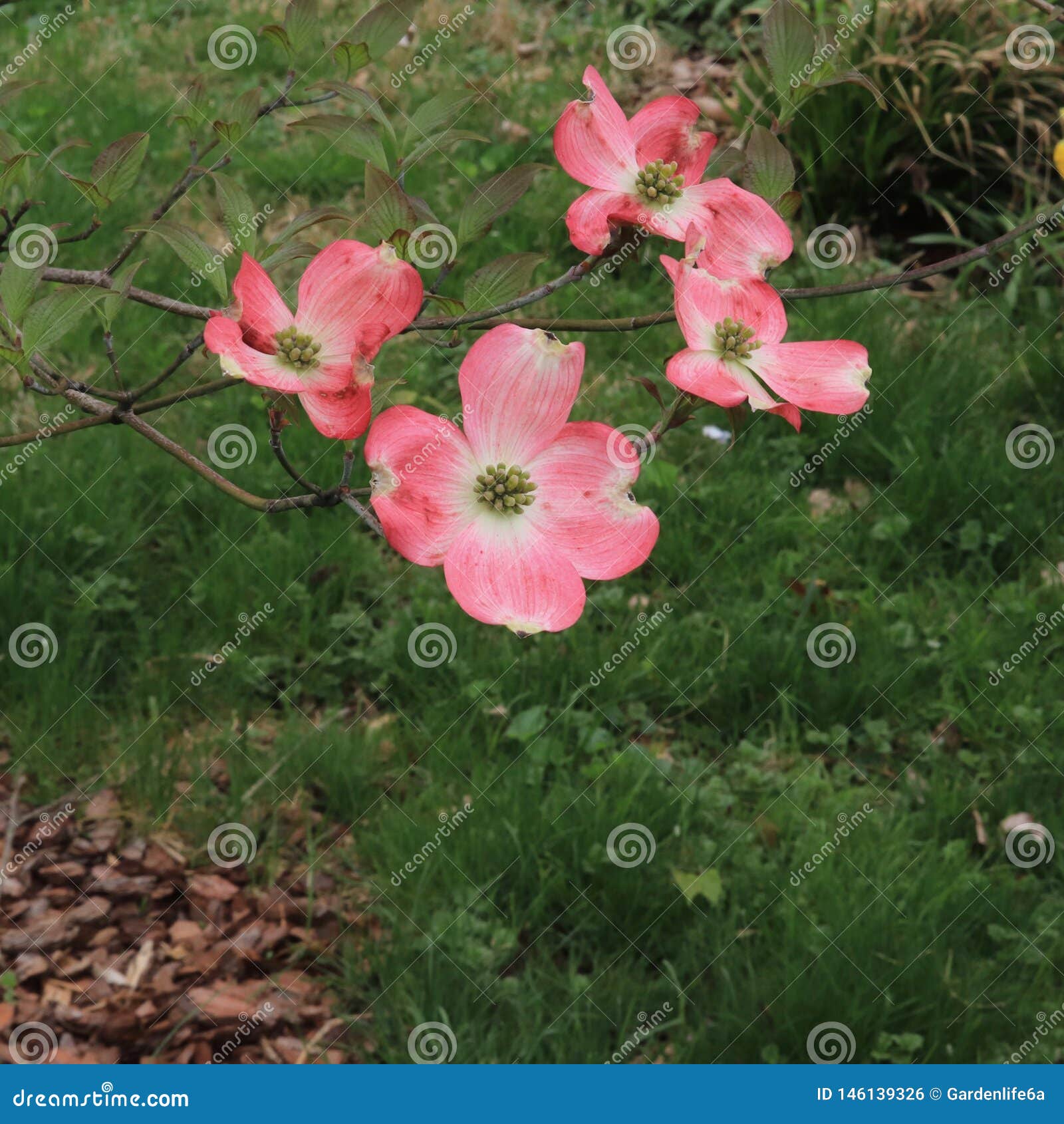 pink flowering dogwood tree cornus florida in bloom