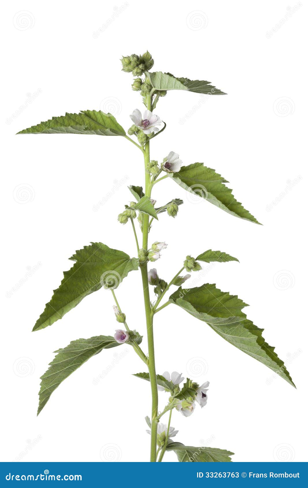 Pink Flowering Marsh Mallow Plant Stock Image Image of pink