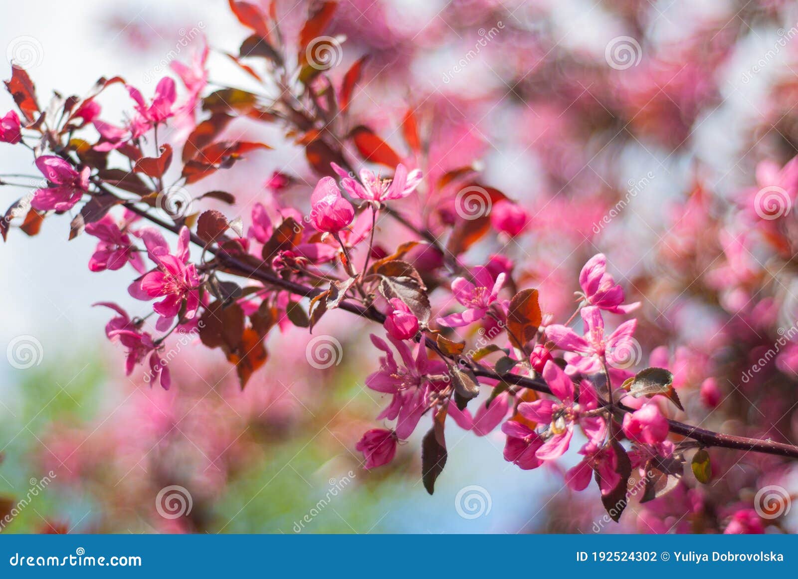 pink flowering of the nedzvetsky apple tree in a city park