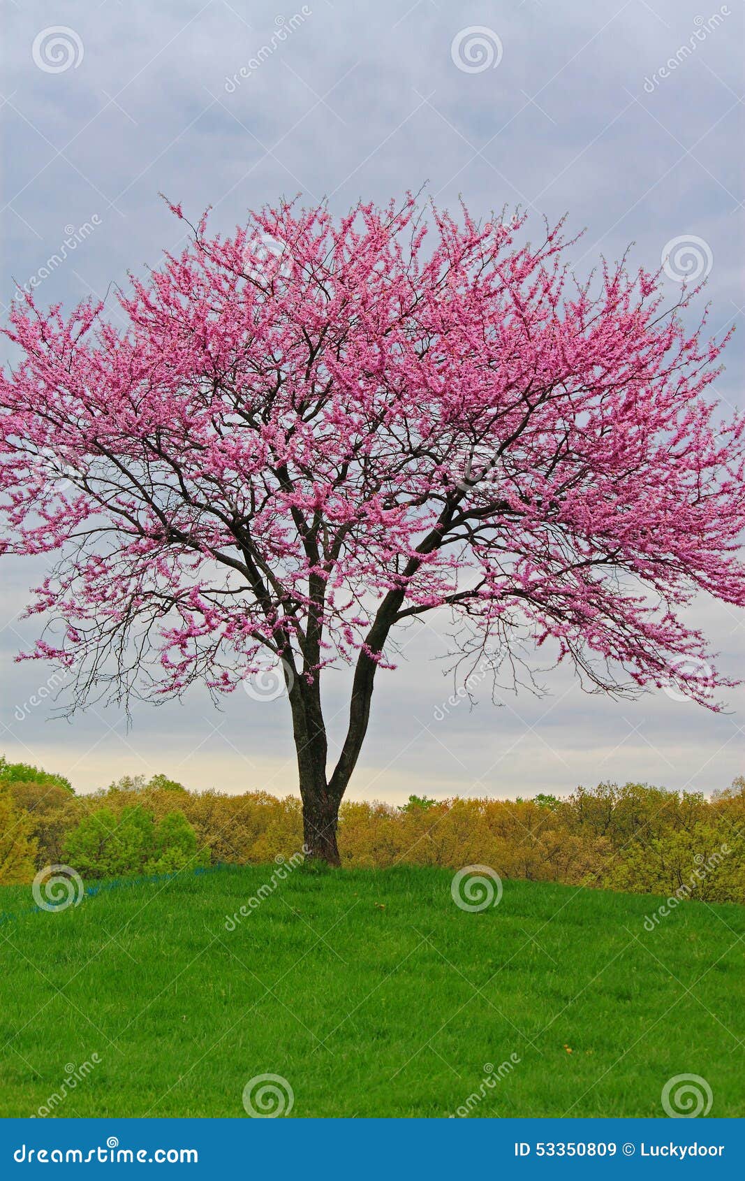Pink Flowering Redbud Tree stock image. Image of natural 53350809