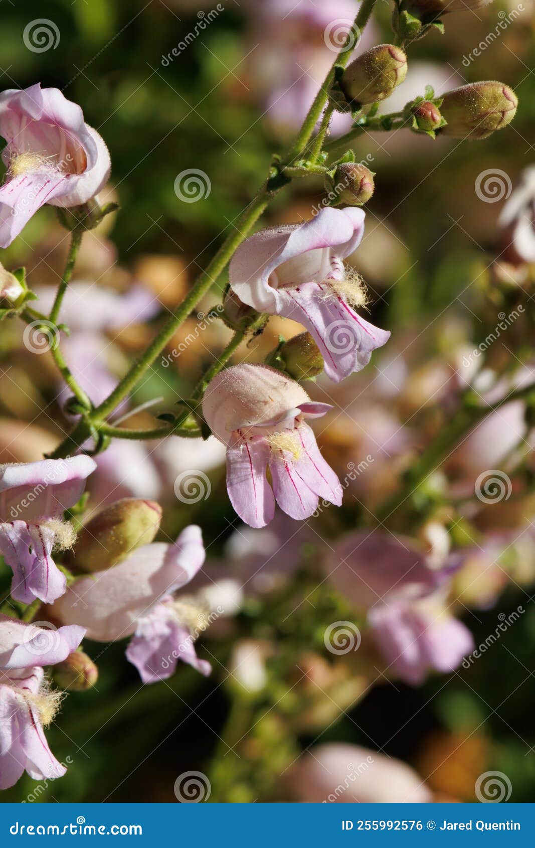 penstemon grinnellii bloom - san jacinto mtns - 061222