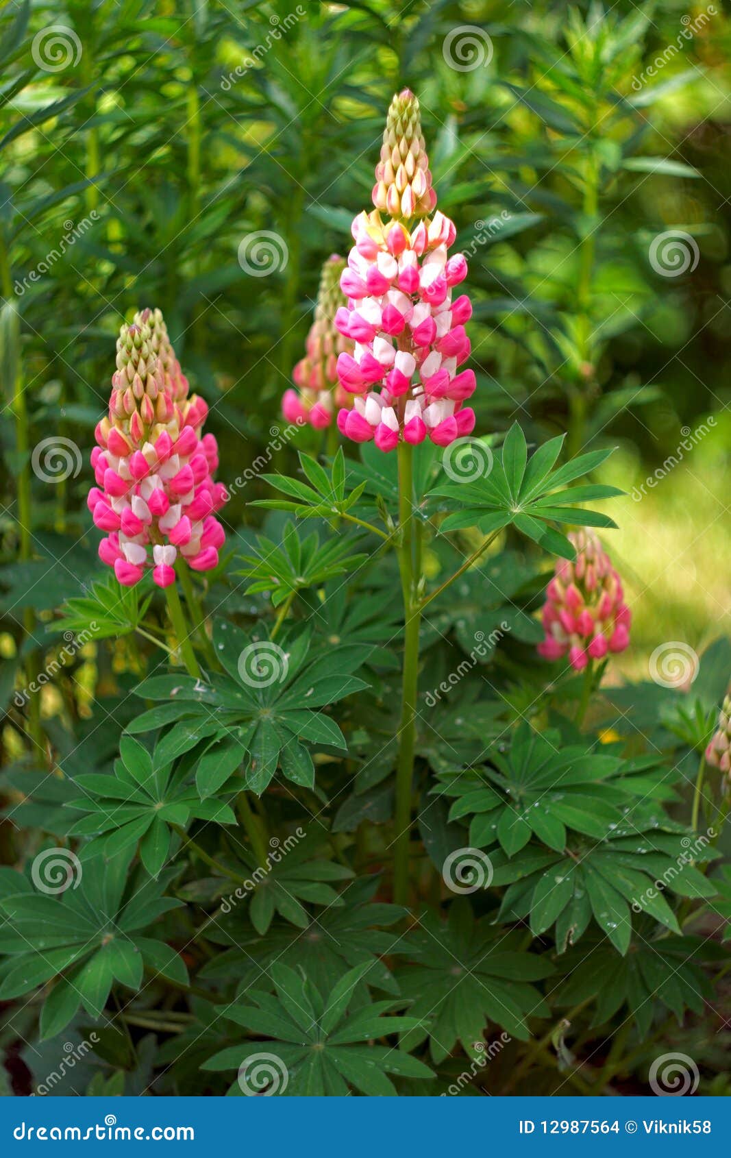 Pink flowers stock photo. Image of stalks, leaves, garden 12987564
