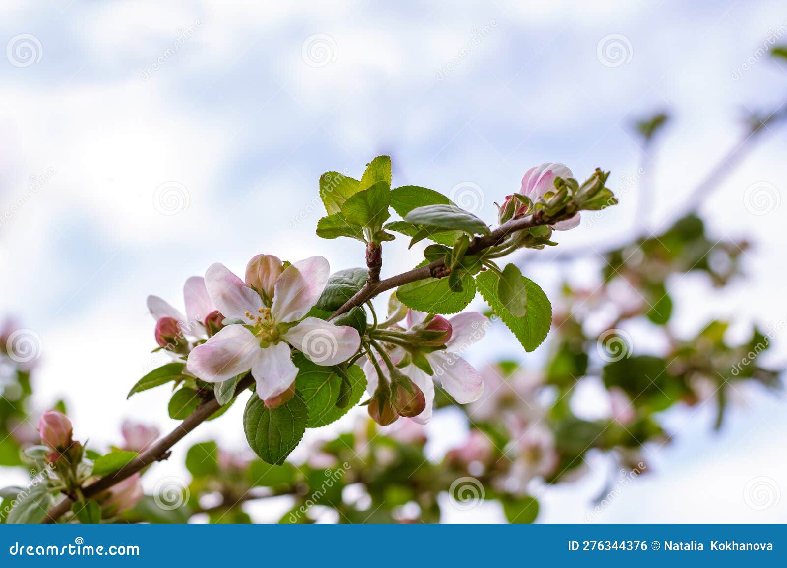 Pink Flowers of an Apple Tree on a Branch. Blooming Fruit Tree on a