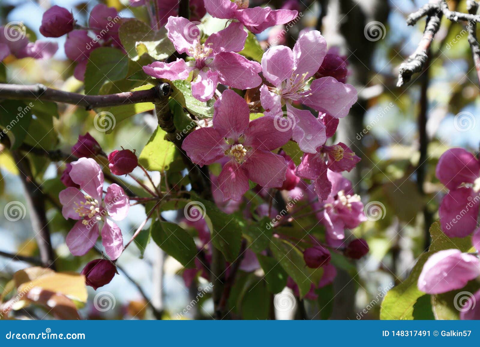 Pink Flowers of the Appletree after the Rain Stock Image Image of