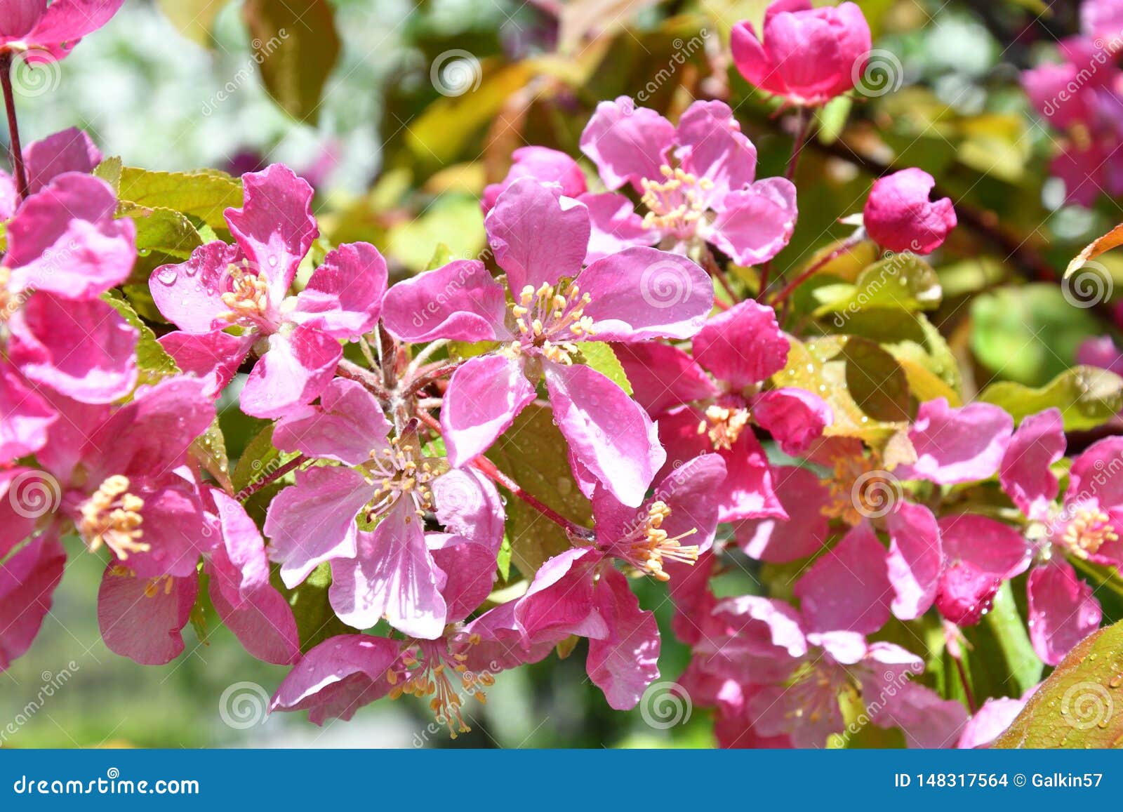 Pink Flowers of the Appletree after the Rain Stock Photo Image of