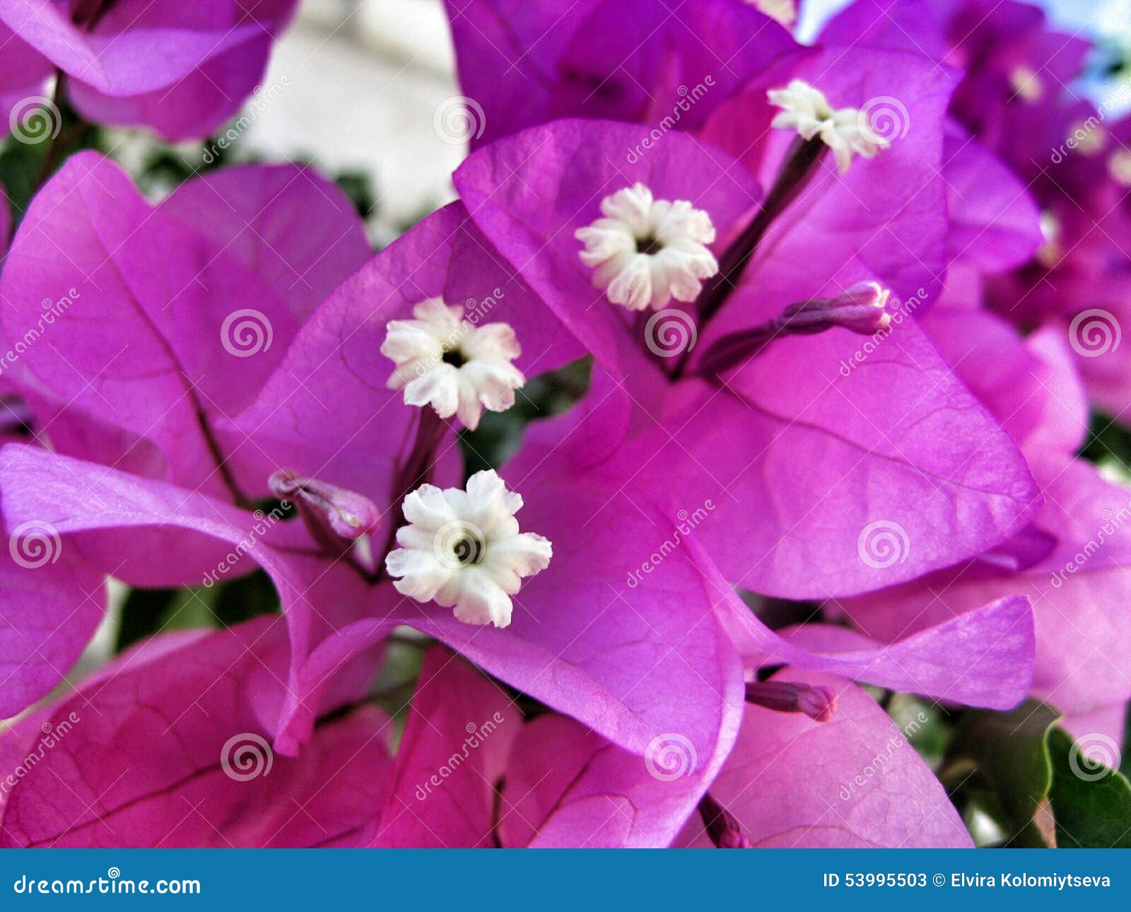 Pink flowers stock image. Image of glabra, pink, caryophyllales - 53995503