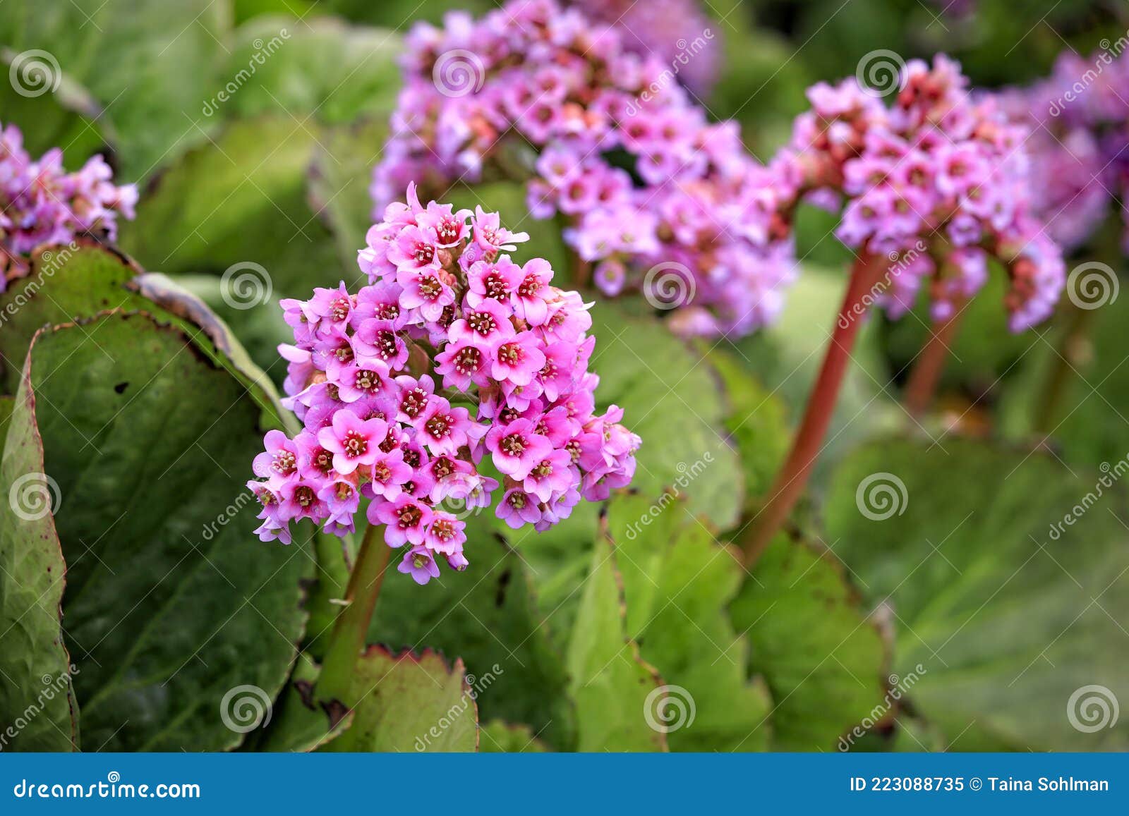 pink flowers of bergenia cordifolia