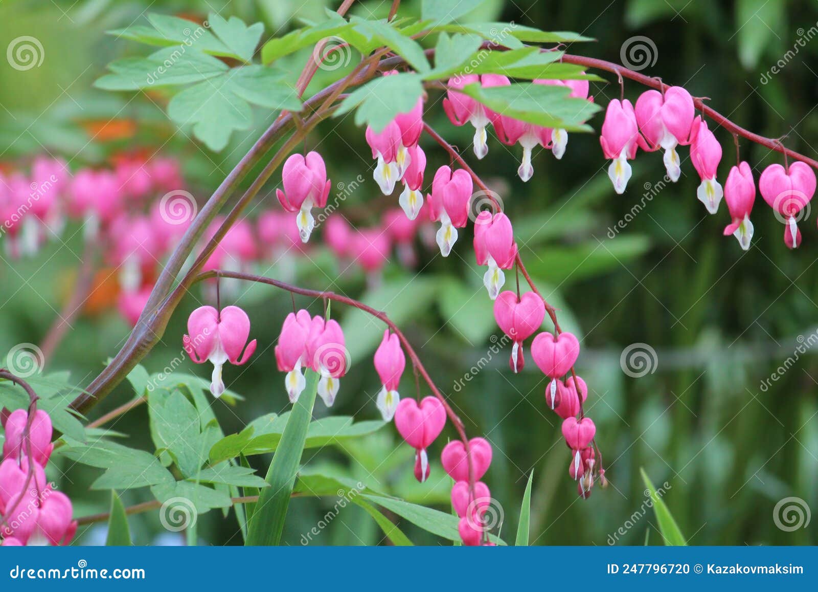 Pink Flowers of Bleeding Heart Lamprocapnos Spectabilis, Syn. Dicentra  Spectabilis Plant Stock Photo - Image of flower, bloom: 247796720