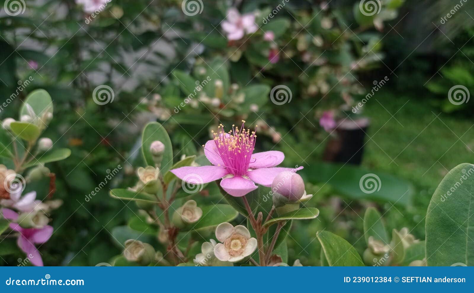 Pink Flowers that only Bloom in the Rainy Season Stock Photo Image of