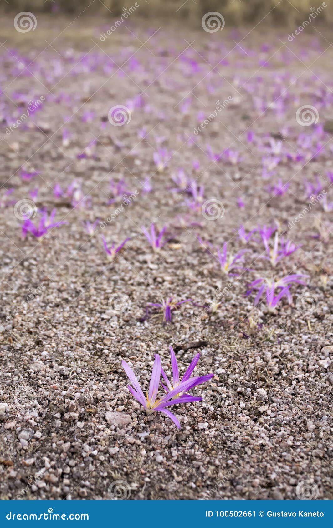 pink flowers blooming from the ground