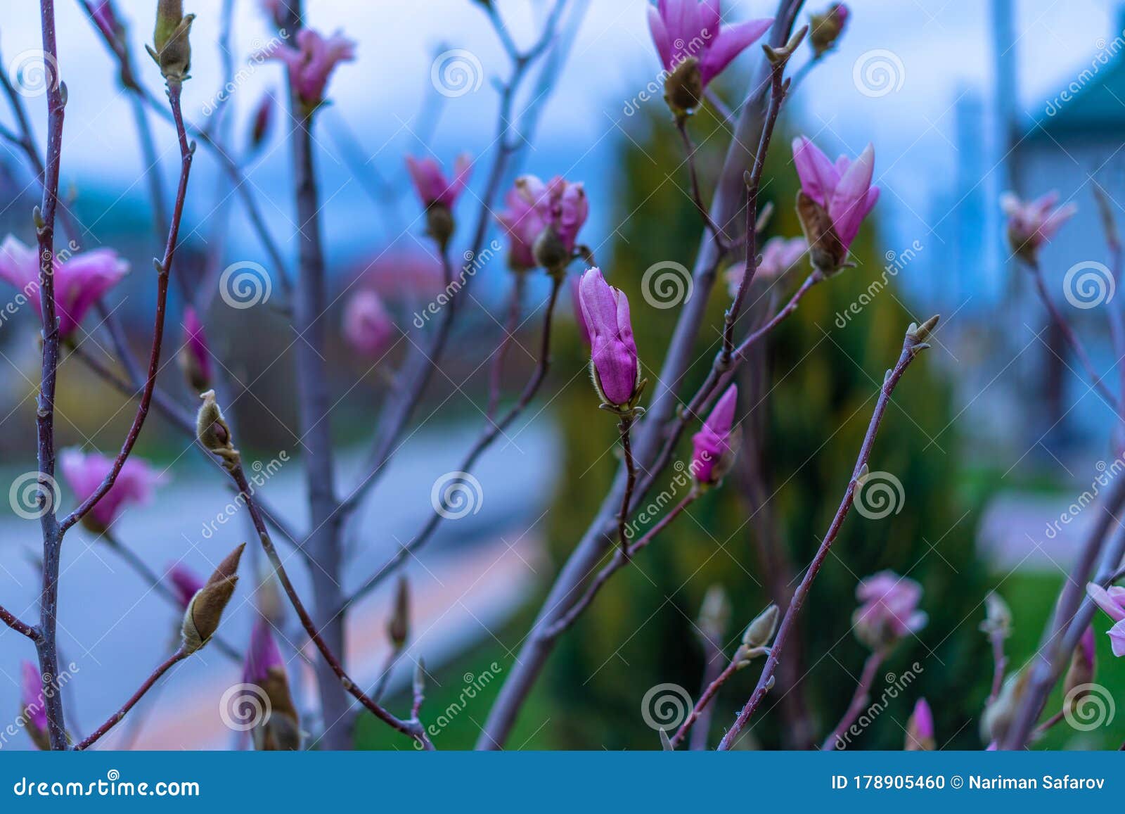 Pink Flowers Blooming on a Tree Stock Photo Image of macro, botany